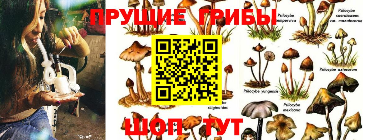 Комсомольск-на-Амуре  Псилоцибиновые грибы MAGIC MUSHROOMS  Вход с VPN  Псилоцибиновые грибы GOLDEN TEACHER 