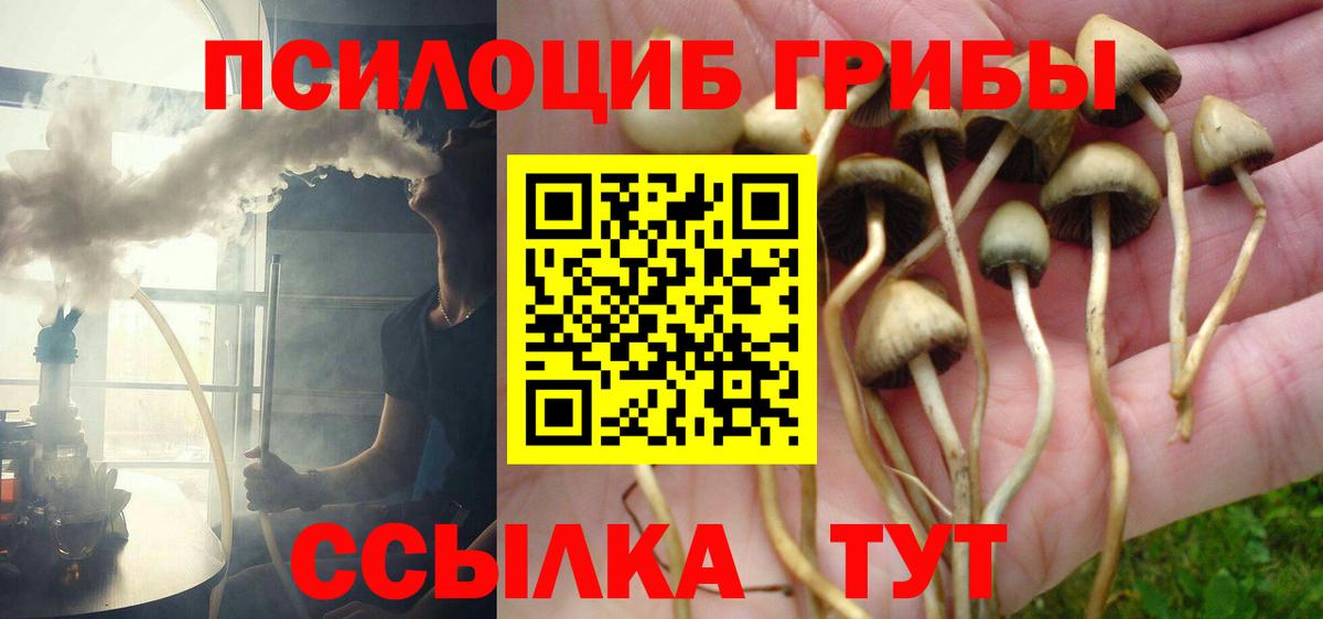 Псилоцибиновые грибы Psilocybe Комсомольск-на-Амуре